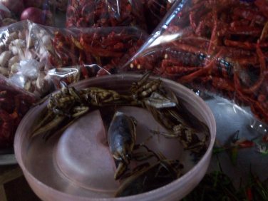 Water beetles for flavoring curries